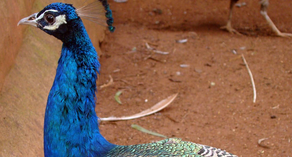 Horsley_Hills_Animal_Complex_Peahen