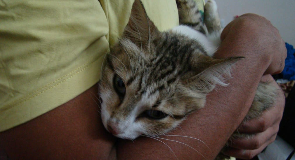 Anand_Resorts_Cat