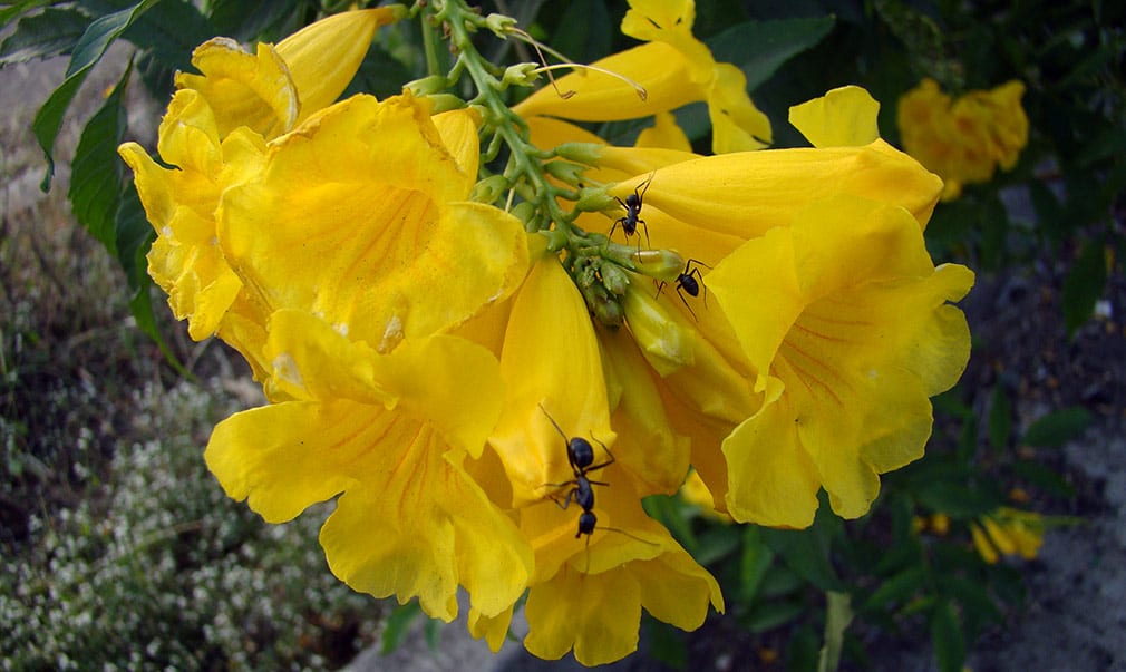 Yellow_Elder_Flower_Ants