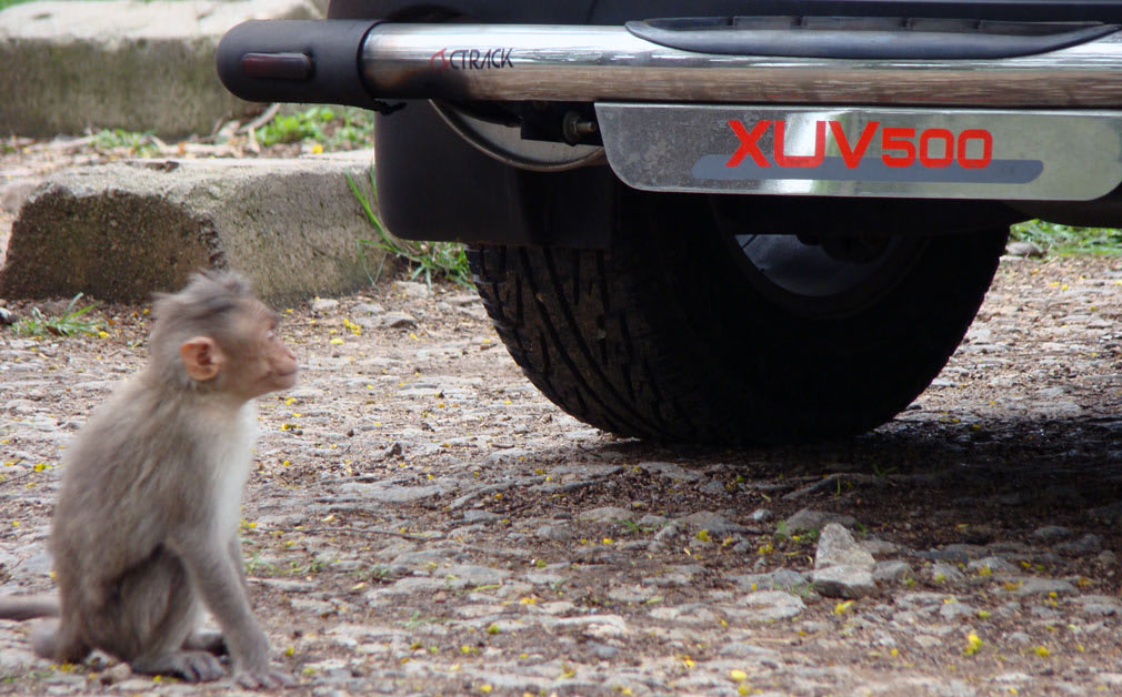 Monkey_XUV_500