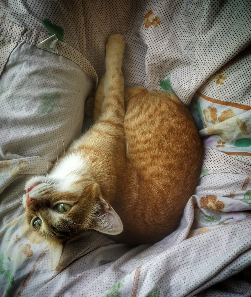 Squanchy the Mexican Cat from India