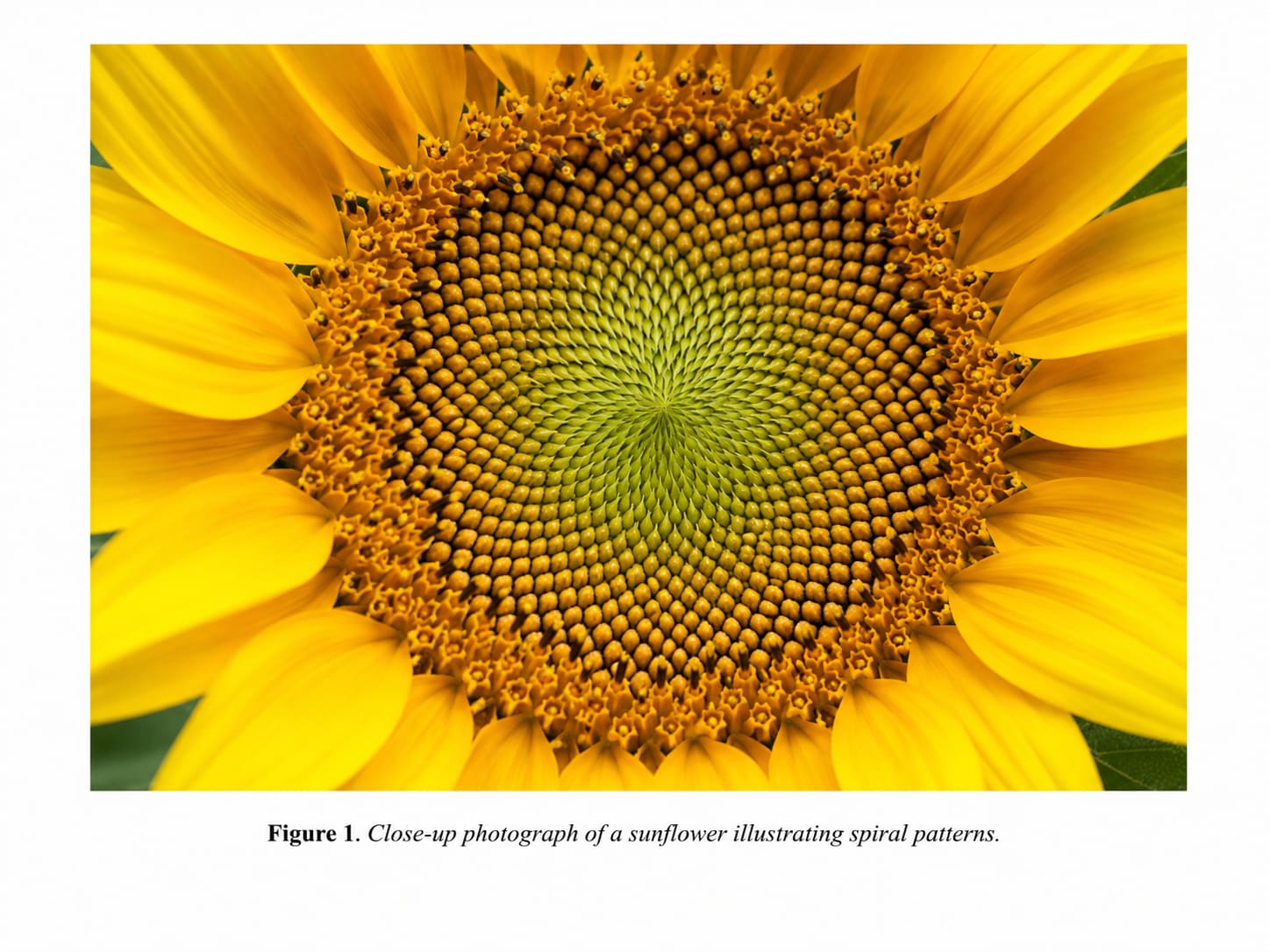 spiral pattern of a yellow sunflower