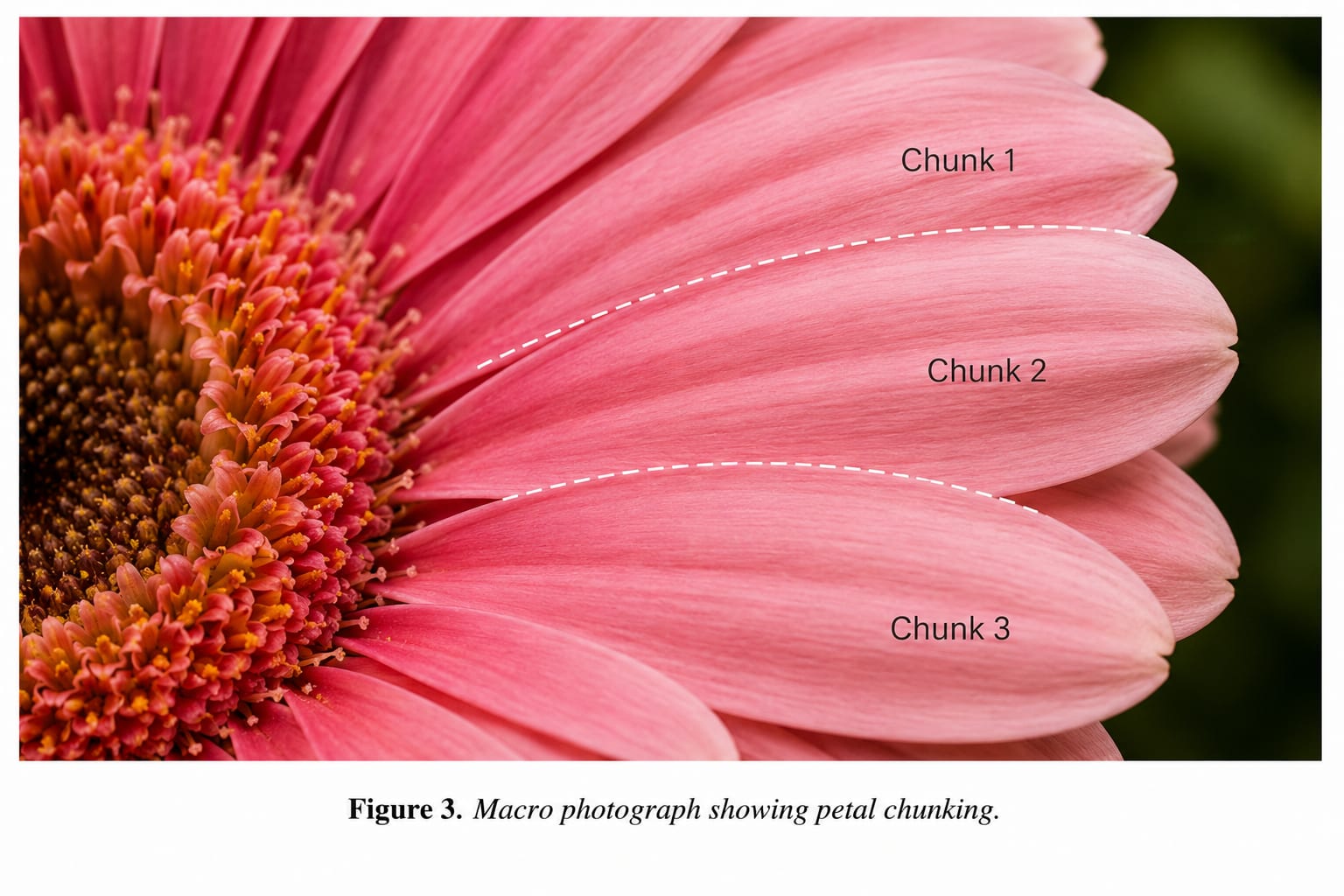 Chunking of petal of a flower
