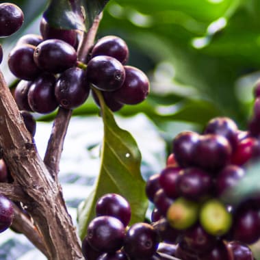 Photo for Firmin Aguilar Escalante