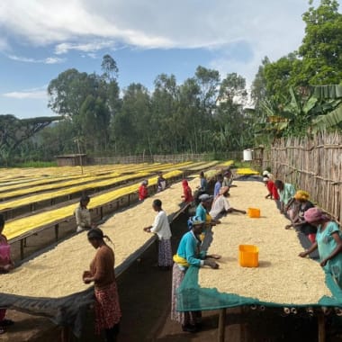 Photo for Adebe Cherfo