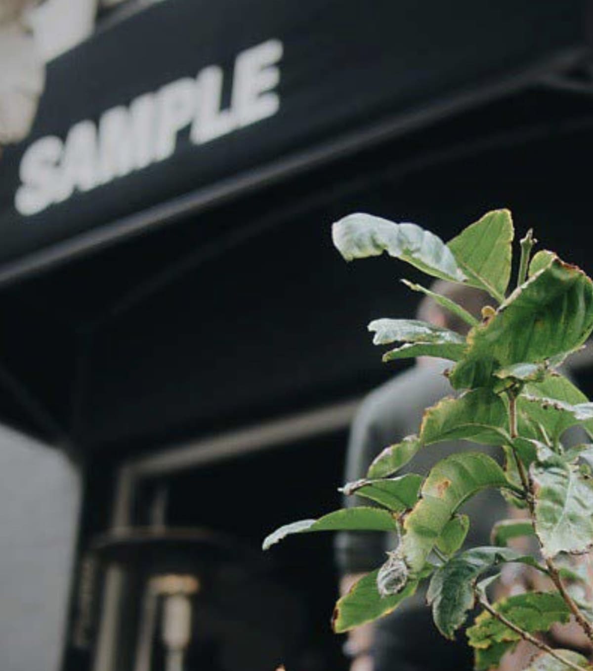 Sample Coffee Surry Hills tree and espresso bar.