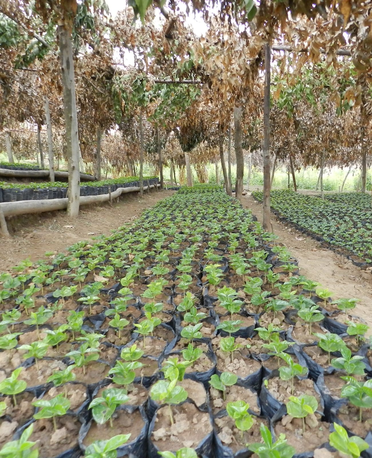 Photo of a bag of Gahahe