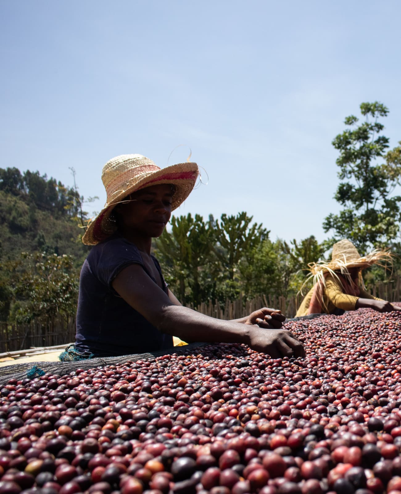Photo of a bag of Ayla Bombe