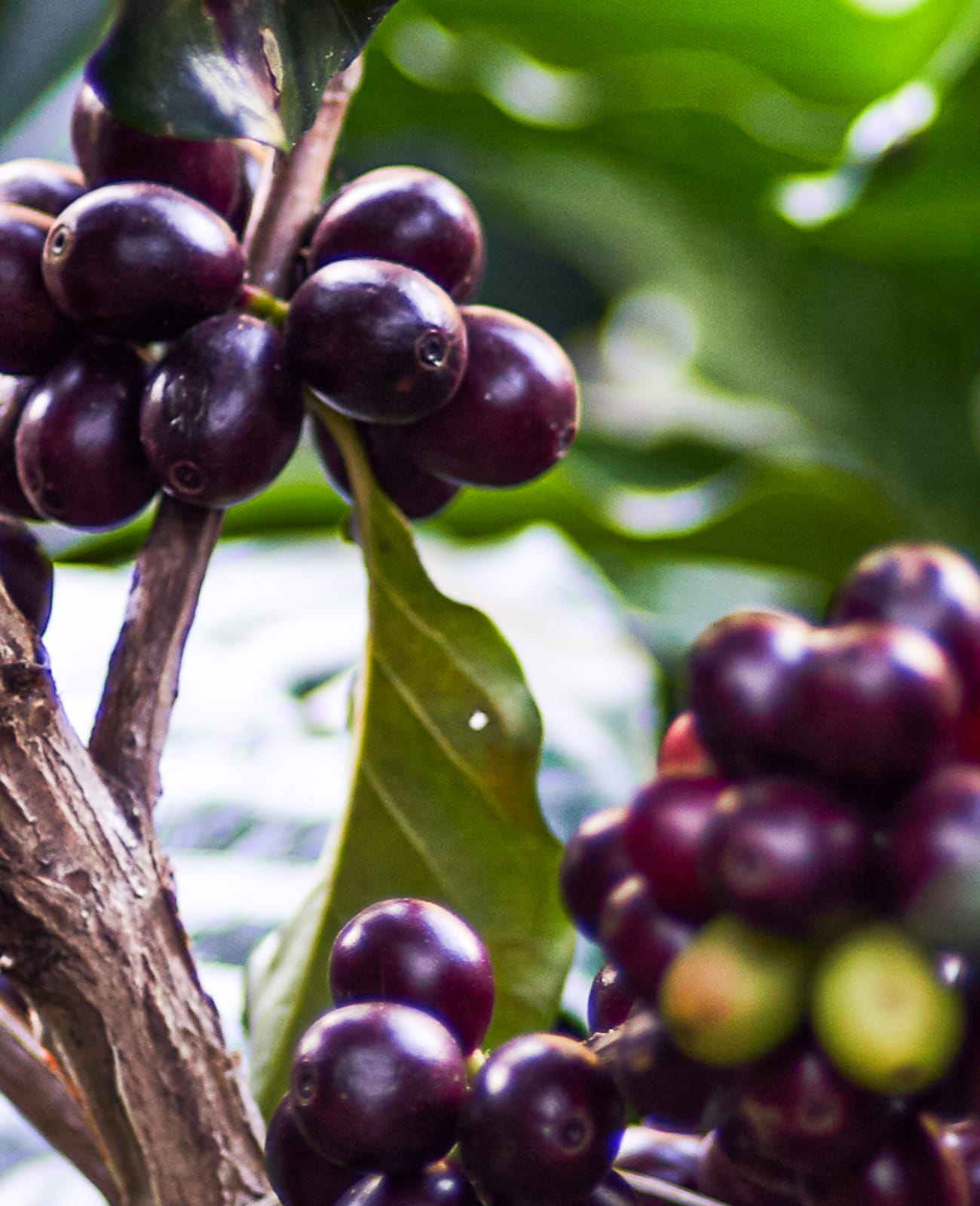 Photo of a bag of Firmin Aguilar Escalante
