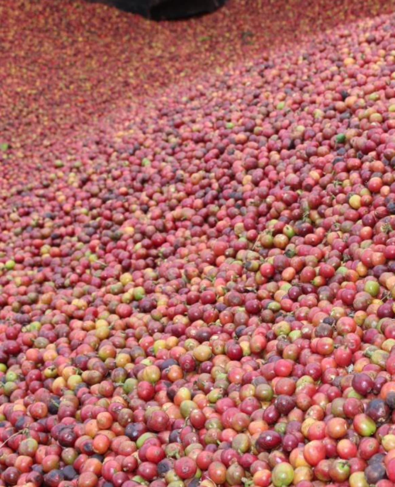 Photo of a bag of Karatu Pb