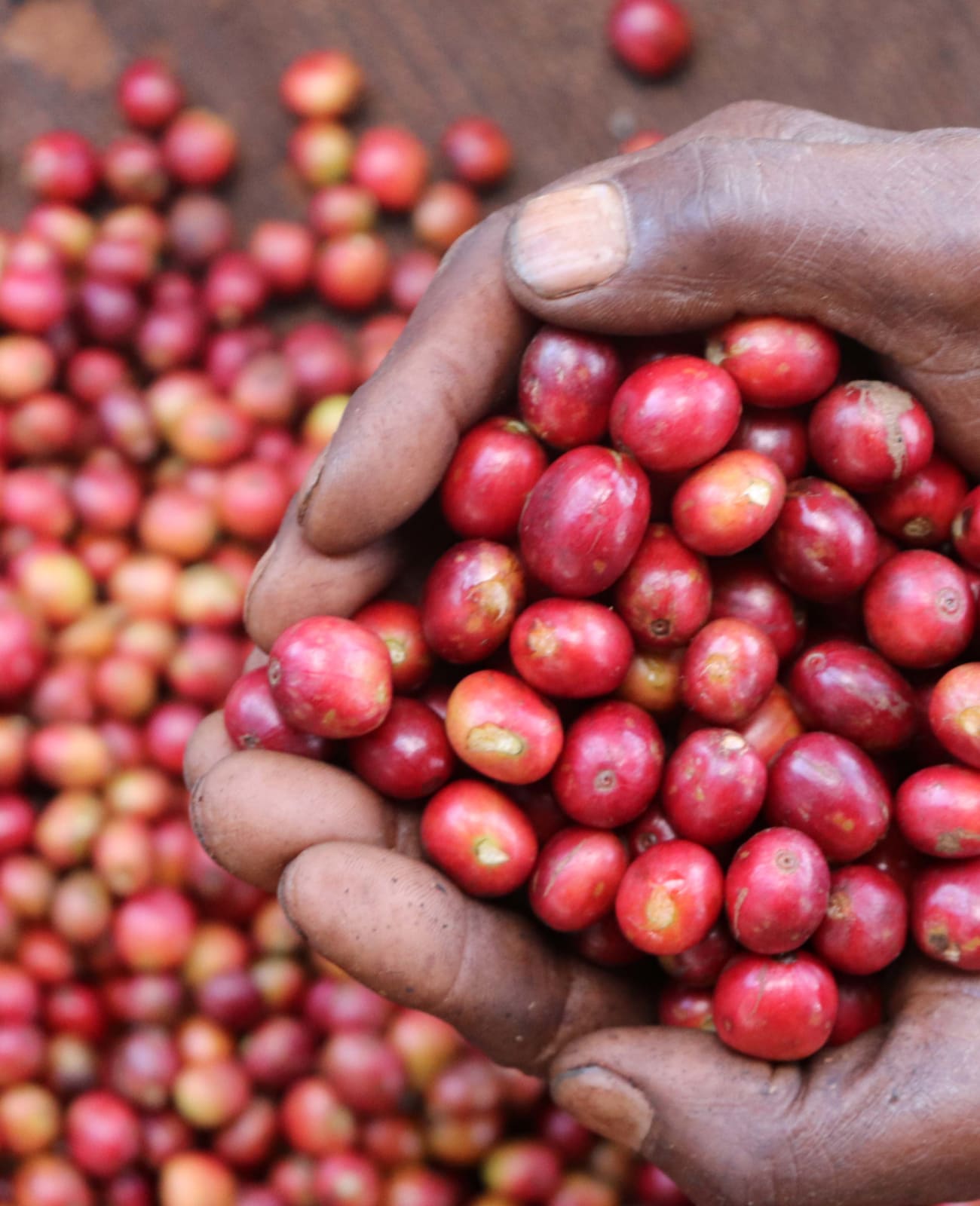 Photo of a bag of Kaguyu