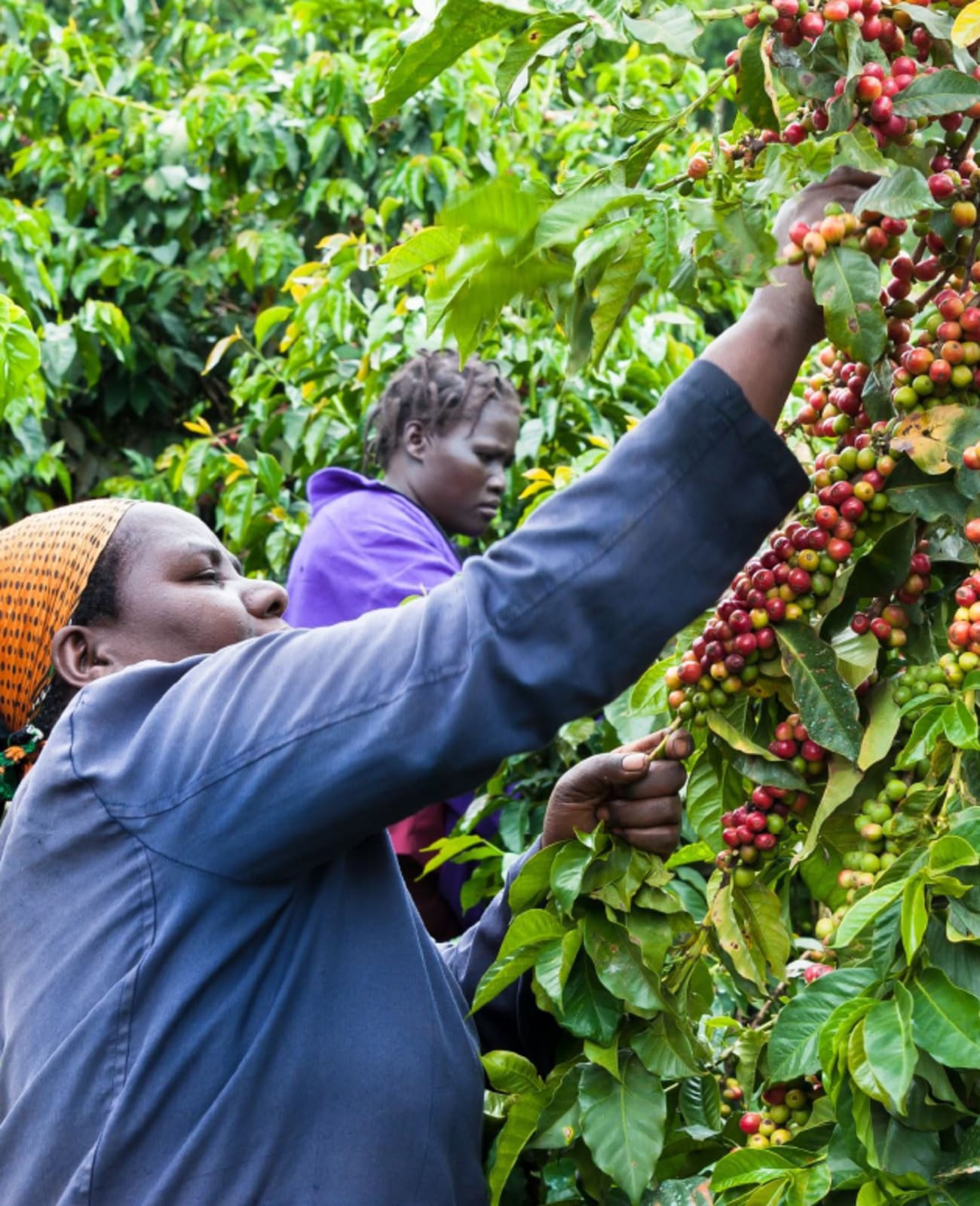Photo of a bag of Giakanja