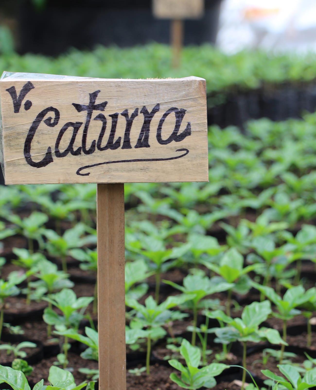 Photo of a bag of Guiverney Narvaez