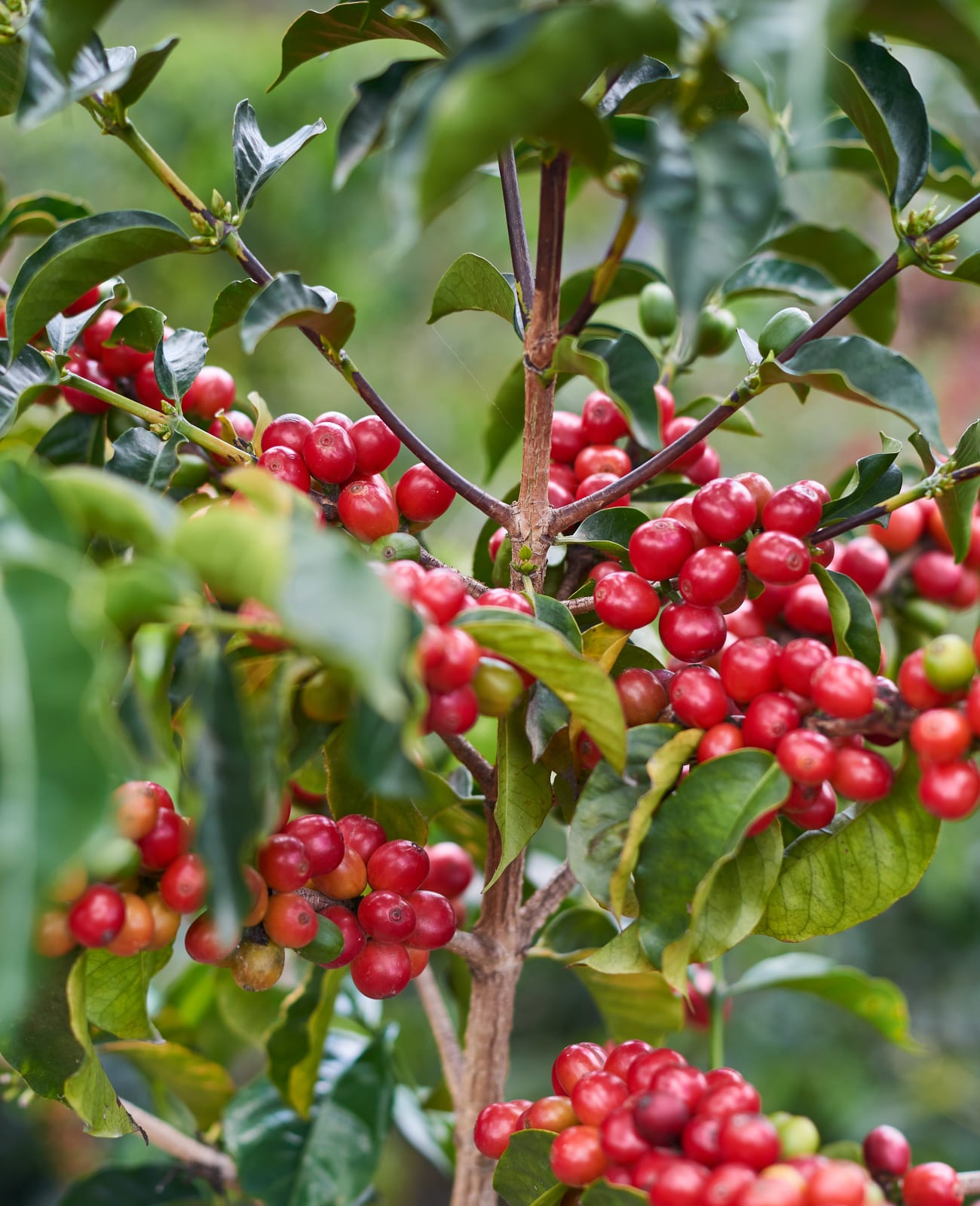 Photo of a bag of Franco Jimenez