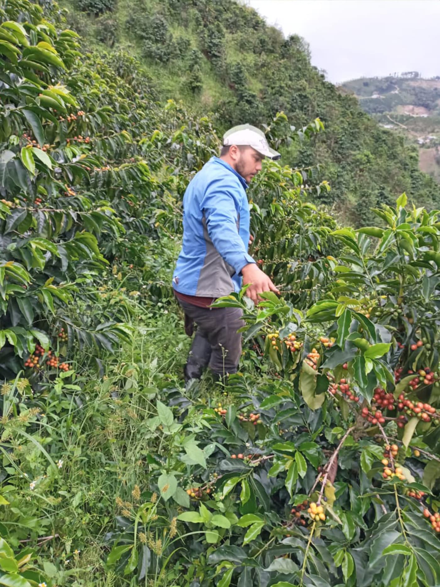Rigoberto Chavarro in the farm with his trees.