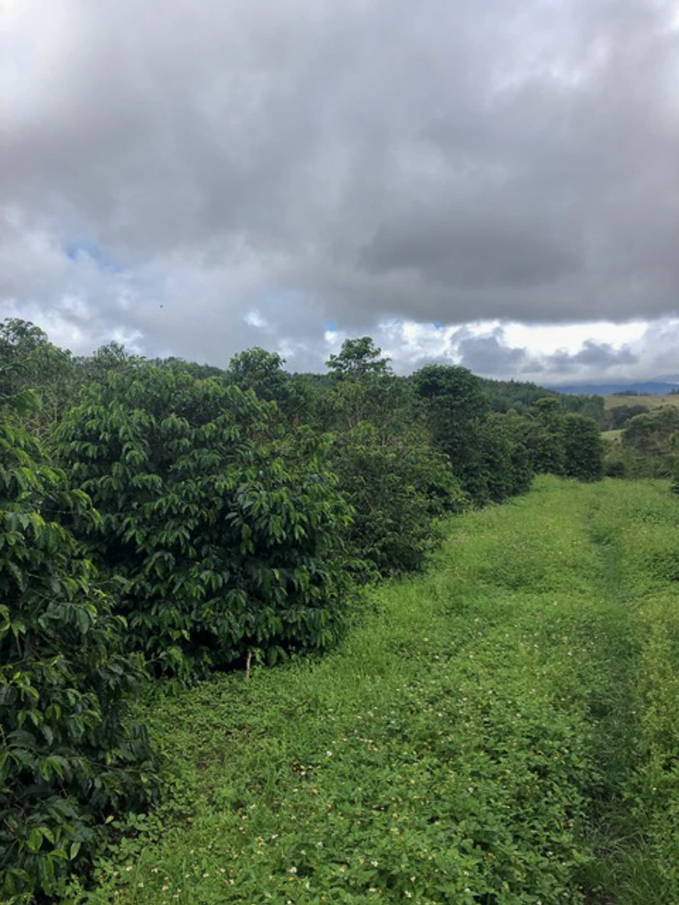 A ground view of Baroida Estate.