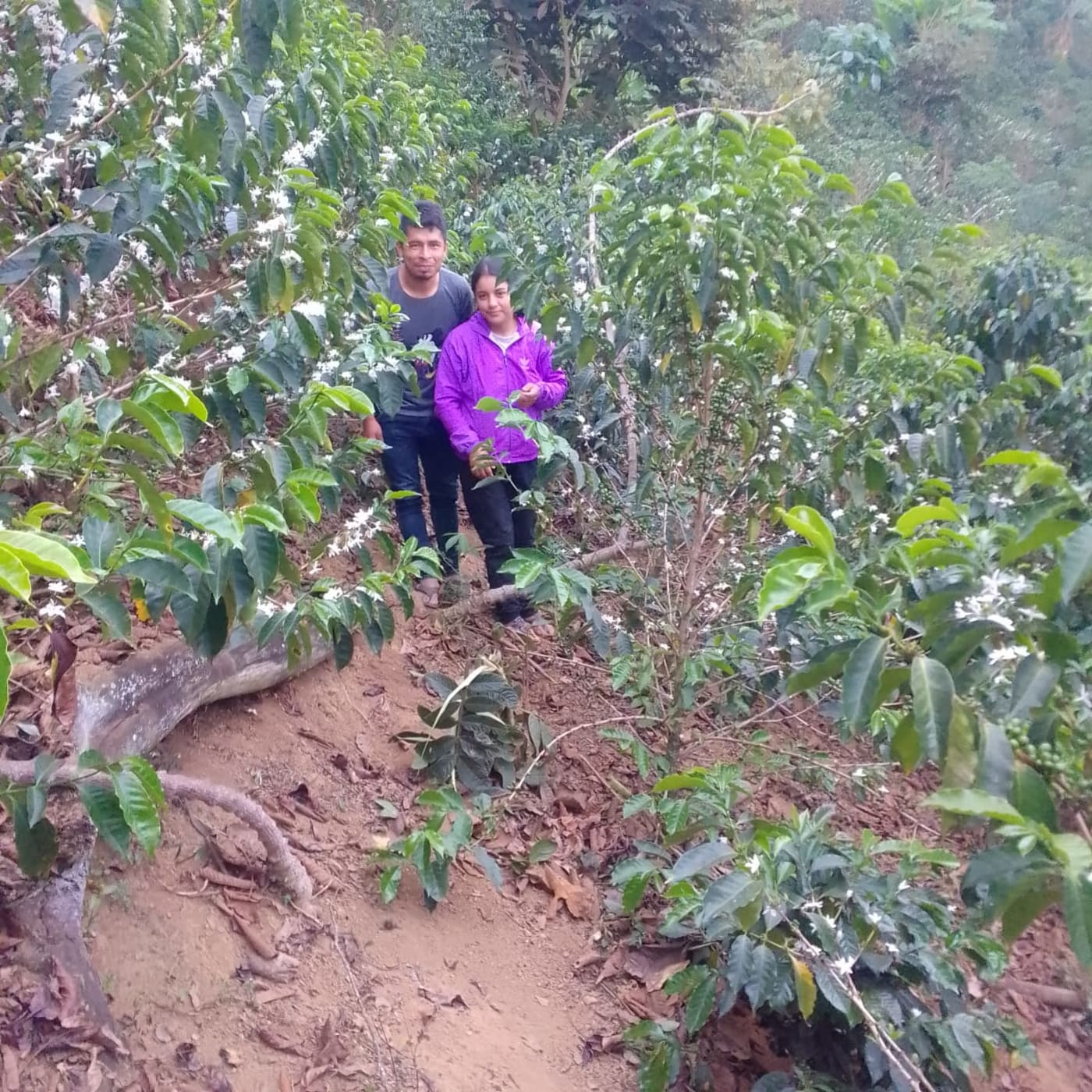 Silvino amongst the coffee trees