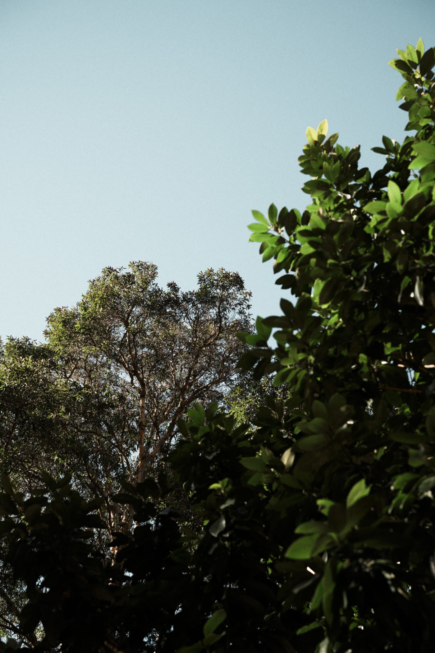 The trees above Surry Hills Sample Coffee shop.