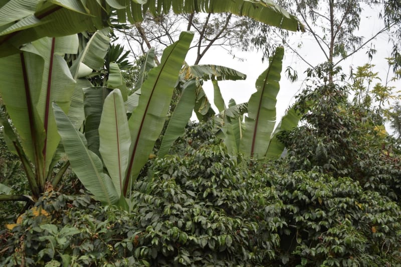 Bishari trees in the Gedeo area