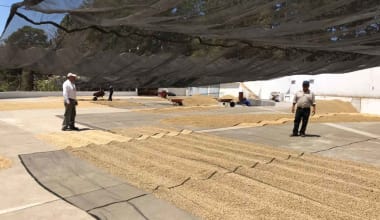 Coffee-guillermo-sanchez-san-jose-ocana-estate