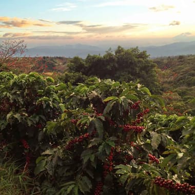 Coffee-finca-volcan-azul-marsellesa