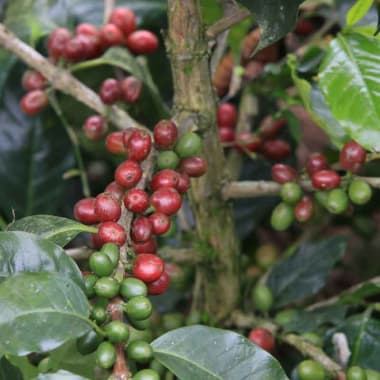Coffee-juan-contreras-finca-miraflores