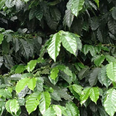 Coffee-wilson-burgos-finca-la-loma
