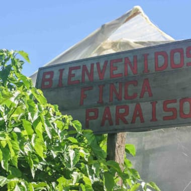 Coffee-colombia-josegomez