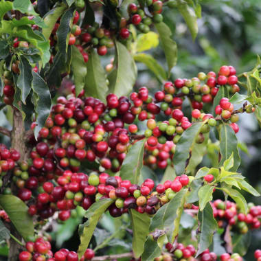 Coffee-clinton-ossa