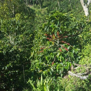 Coffee-finca-genesis-coe-19