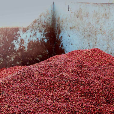Coffee-kenya-rianjagi