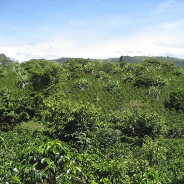 Hero-finca-buena-vista-ever-carlos-imbachi