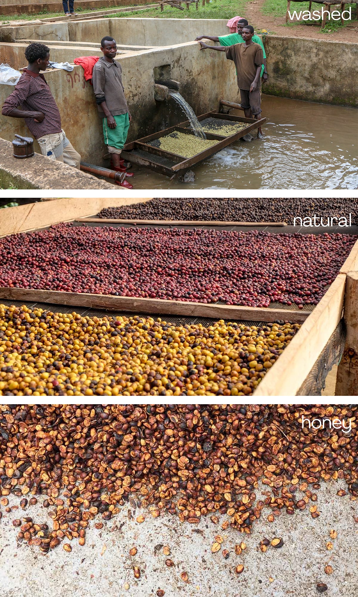 Understanding green coffee: from seed to bean (part 1 ...