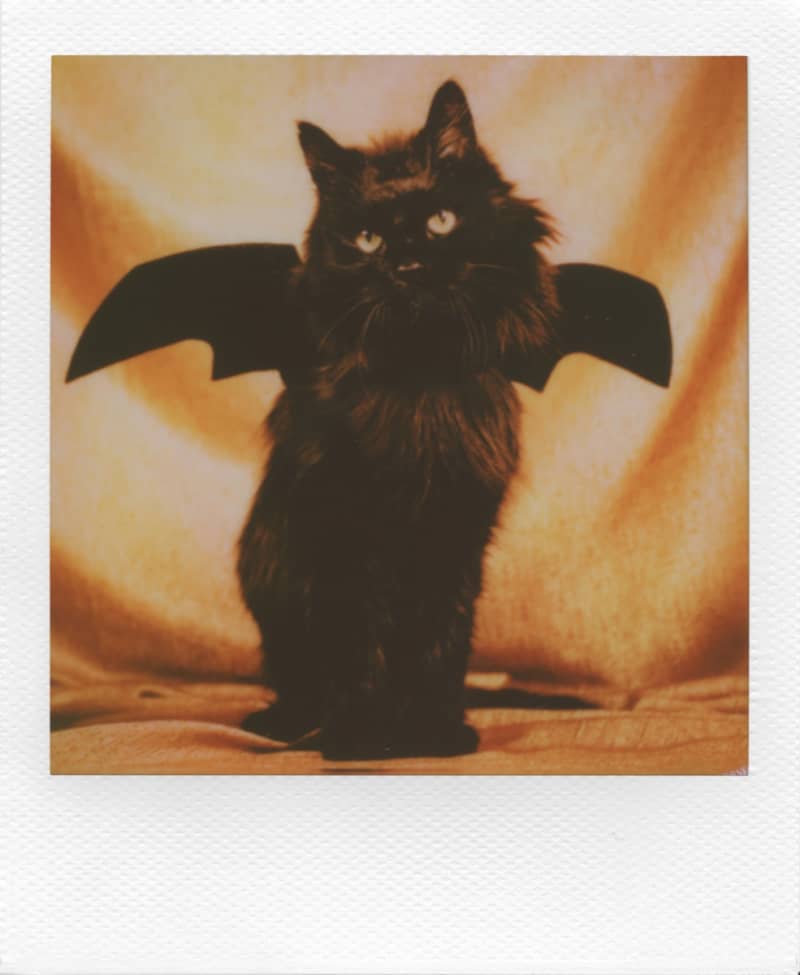 Photographie instantanée réalisée avec un film Polaroid i-Type