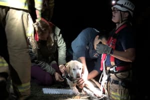 Canine Rescue