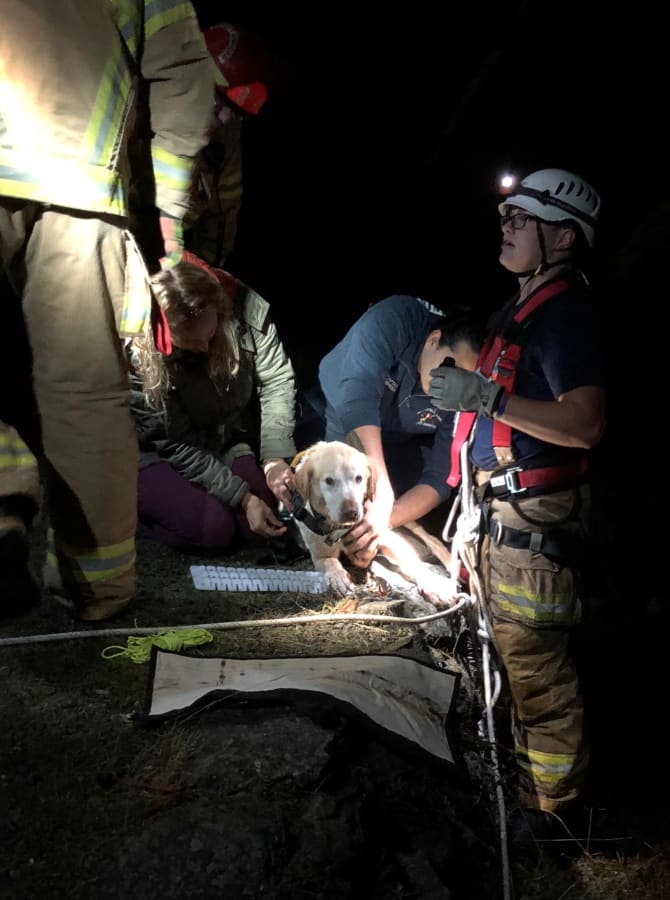 Canine Rescue