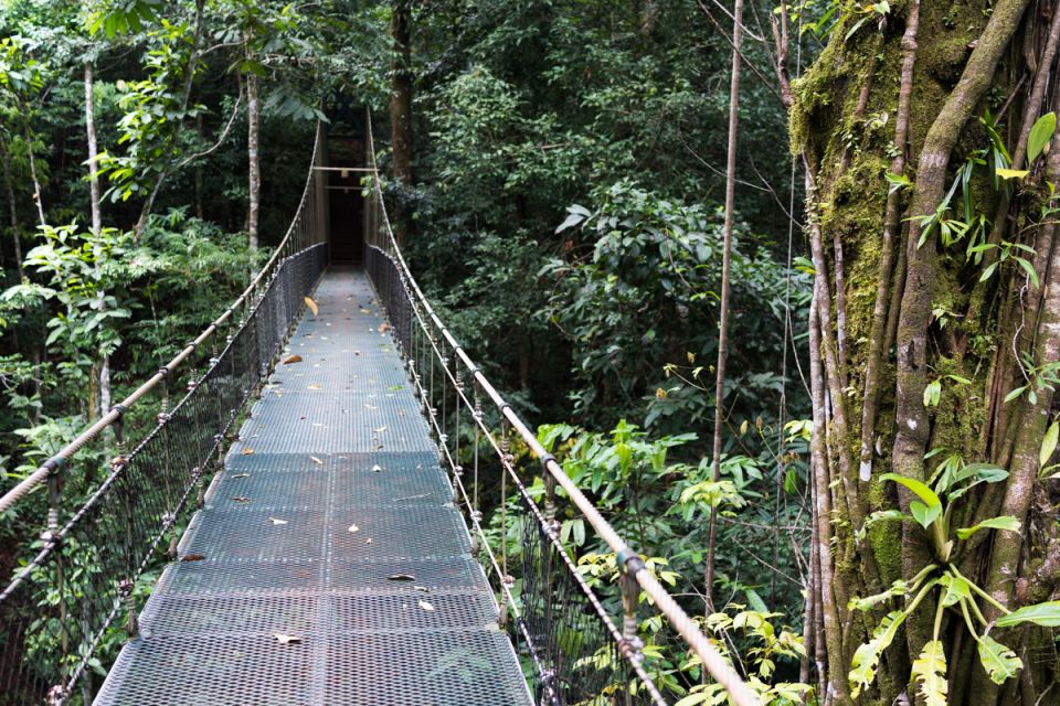 Suspension bridge in the rainforest