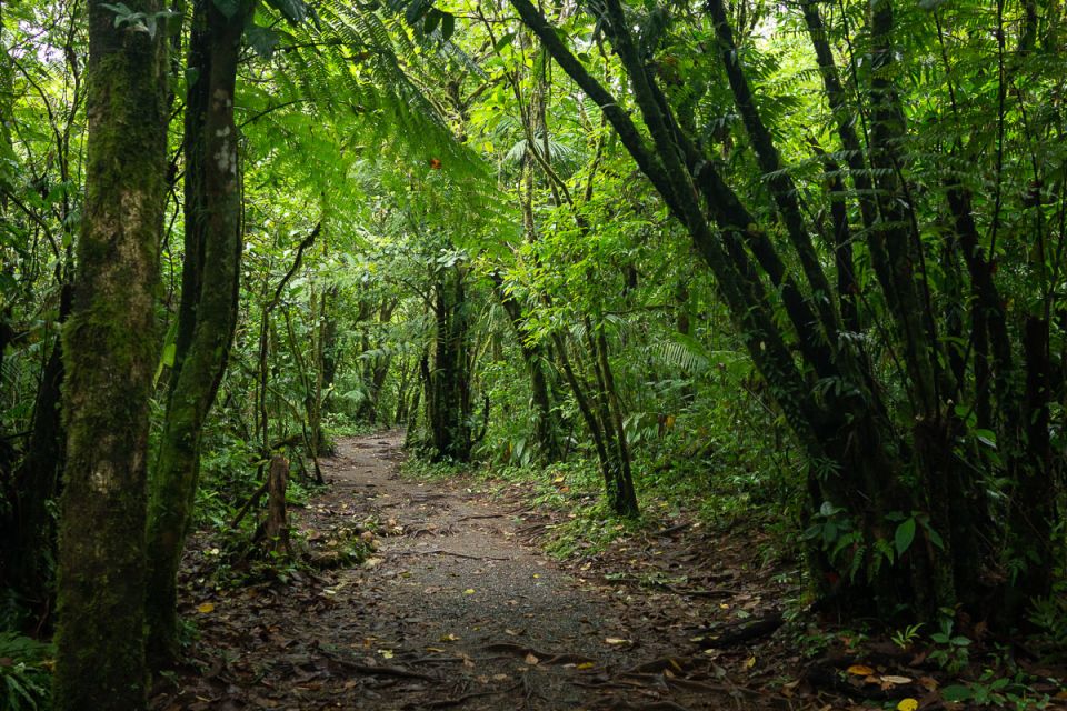 Forest path leading into the park