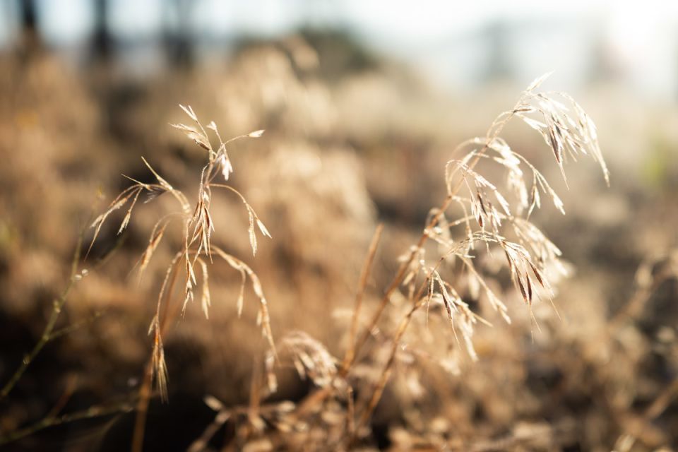 Dry grass basking in light