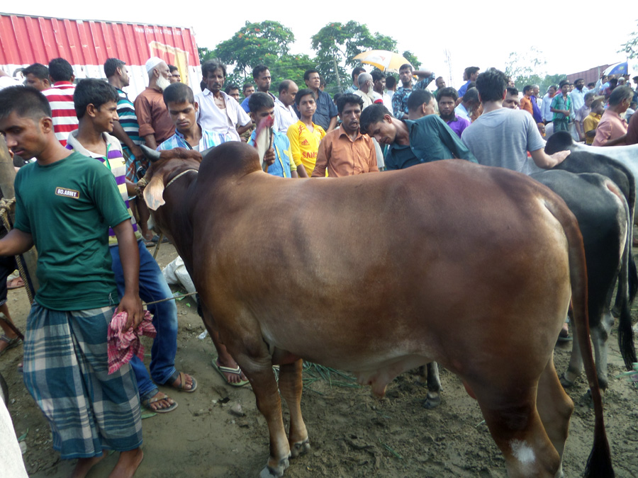 মুক্তাগাছায় কোরবানির পশুর হাটে গরু প্রচুর, দাম সহনীয় মুক্তাগাছা উপজেলার মুক্তাগাছায় কোরবানির পশুর হাটে গরু প্রচুর, দাম সহনীয়