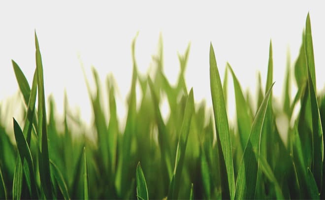 Grass May Very Well Be The Next Source Of Vegan Protein, 55% OFF