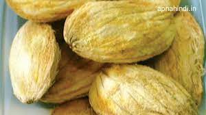 Mangifera indica / aam guthli visual