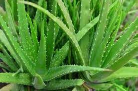 Aloe barbadensis / Aloe vera visual
