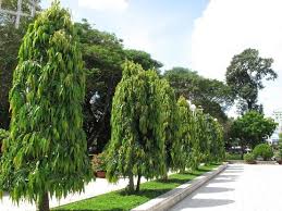 Saraca asoca / Ashok tree visual