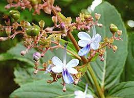 Clerodendrum serratum / Bharangi visual