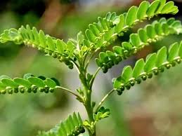 Phyllanthus niruri /Bhumi Amla visual