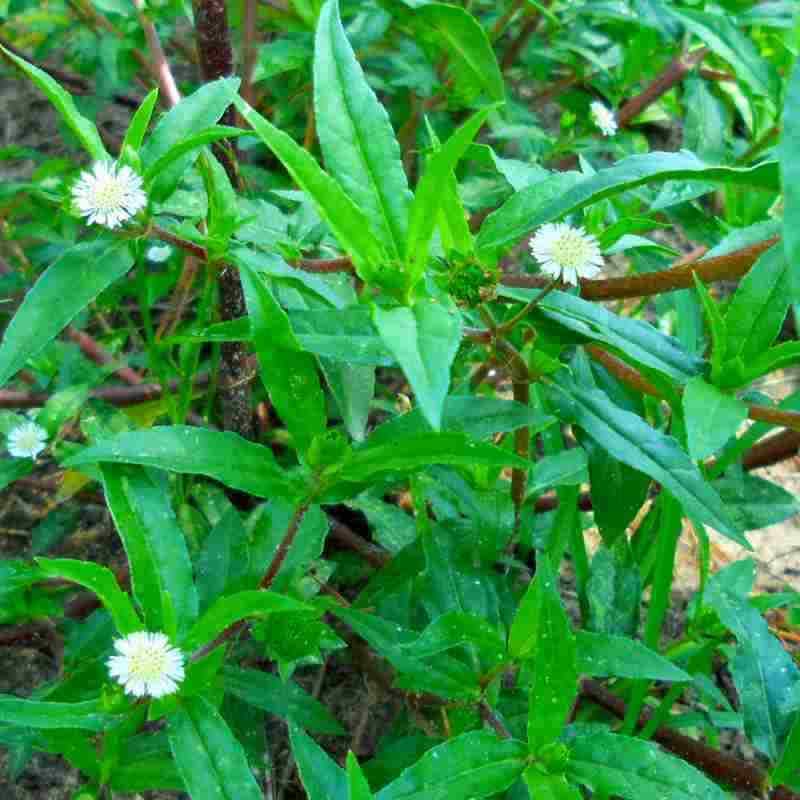 Eclipta prostrata /Bhringraj visual