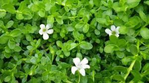 Bacopa monnieri / Brahmi visual