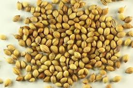 Coriander sativum / Dhaniya Seed visual
