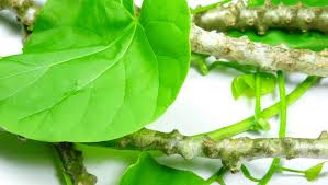 Tinospora cordifolia / Giloy visual